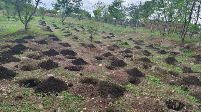 bundelibaan news 965 date 29-6-2024
