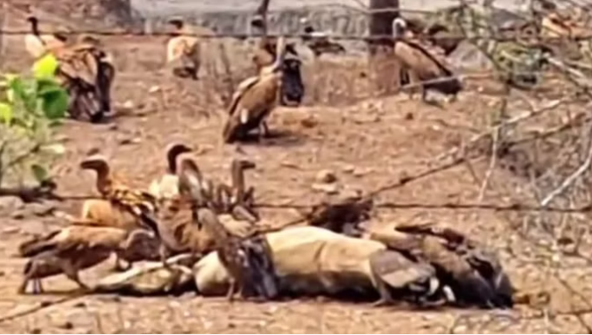 bundelibaan news 1105 date 8-7-2024
