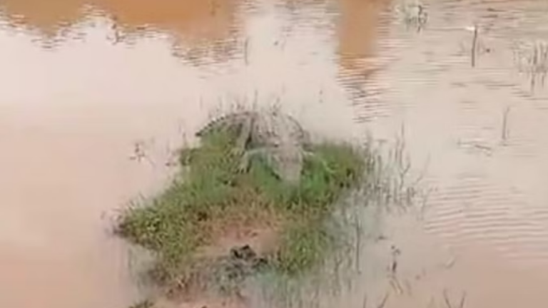 bundelibaan news 54