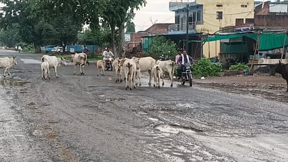 damoh_183eb6d526aa19e05b47cb9d94fabc3c
